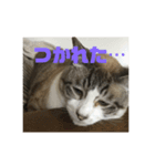 猫ネコねこ。（個別スタンプ：3）