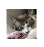 猫ネコねこ。（個別スタンプ：4）