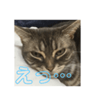 猫ネコねこ。（個別スタンプ：5）