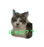 猫ネコねこ。（個別スタンプ：6）