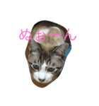 猫ネコねこ。（個別スタンプ：7）