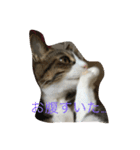 猫ネコねこ。（個別スタンプ：8）