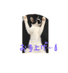我が家のアマちゃん♀とトラちゃん♀ ①（個別スタンプ：8）