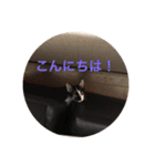 我が家のアマちゃん♀とトラちゃん♀ ①（個別スタンプ：15）