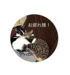 我が家のアマちゃん♀とトラちゃん♀ ①（個別スタンプ：27）