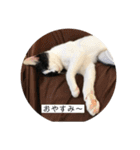 我が家のアマちゃん♀とトラちゃん♀ ①（個別スタンプ：28）