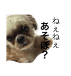 犬のこっちゃん2（個別スタンプ：2）