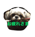 犬のこっちゃん2（個別スタンプ：4）