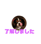 キャバリア犬 マル（個別スタンプ：1）