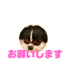 キャバリア犬 マル（個別スタンプ：2）