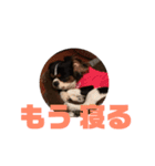 キャバリア犬 マル（個別スタンプ：3）