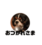 キャバリア犬 マル（個別スタンプ：4）
