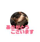 キャバリア犬 マル（個別スタンプ：5）
