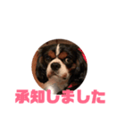 キャバリア犬 マル（個別スタンプ：6）