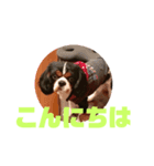 キャバリア犬 マル（個別スタンプ：7）