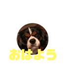 キャバリア犬 マル（個別スタンプ：8）