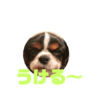 キャバリア犬 マル（個別スタンプ：9）
