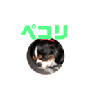 キャバリア犬 マル（個別スタンプ：10）