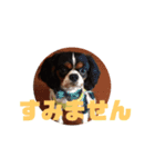 キャバリア犬 マル（個別スタンプ：11）