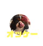 キャバリア犬 マル（個別スタンプ：12）