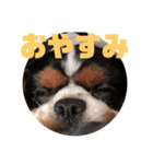 キャバリア犬 マル（個別スタンプ：13）