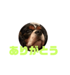 キャバリア犬 マル（個別スタンプ：16）