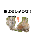 まかろにあスタンプ（個別スタンプ：15）