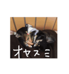 クロちゃん②（個別スタンプ：2）
