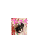 クロちゃん②（個別スタンプ：5）