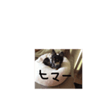 クロちゃん②（個別スタンプ：7）