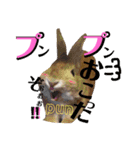 ひまちゃんねねちゃん（個別スタンプ：5）