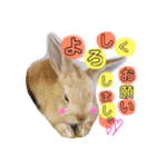 ひまちゃんねねちゃん（個別スタンプ：11）