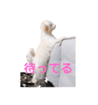 日常マルプー@LOPI（パピー）（個別スタンプ：5）