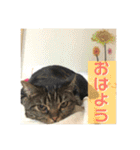 ジャッキーとチッチ2（個別スタンプ：2）