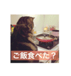 ジャッキーとチッチ2（個別スタンプ：3）