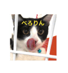 ジャッキーとチッチ2（個別スタンプ：4）