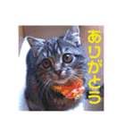 ジャッキーとチッチ2（個別スタンプ：5）