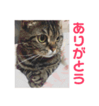 ジャッキーとチッチ2（個別スタンプ：6）