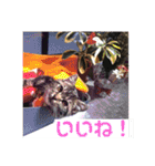 ジャッキーとチッチ2（個別スタンプ：7）