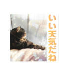 ジャッキーとチッチ2（個別スタンプ：8）