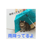 ジャッキーとチッチ2（個別スタンプ：9）