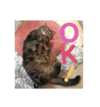ジャッキーとチッチ2（個別スタンプ：10）