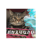 ジャッキーとチッチ2（個別スタンプ：12）