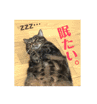ジャッキーとチッチ2（個別スタンプ：13）
