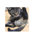 ジャッキーとチッチ2（個別スタンプ：16）