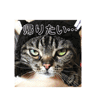 ジャッキーとチッチ2（個別スタンプ：17）