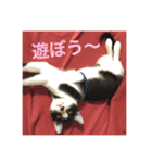 ジャッキーとチッチ2（個別スタンプ：21）