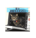 ジャッキーとチッチ2（個別スタンプ：22）