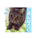 ジャッキーとチッチ2（個別スタンプ：24）