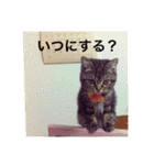 ジャッキーとチッチ2（個別スタンプ：25）